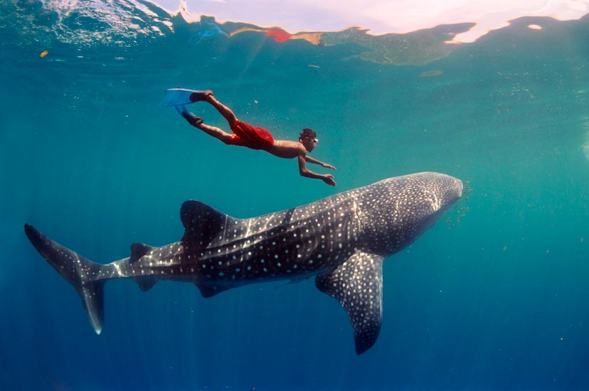 Nado con Ballenas en Isla Mujeres