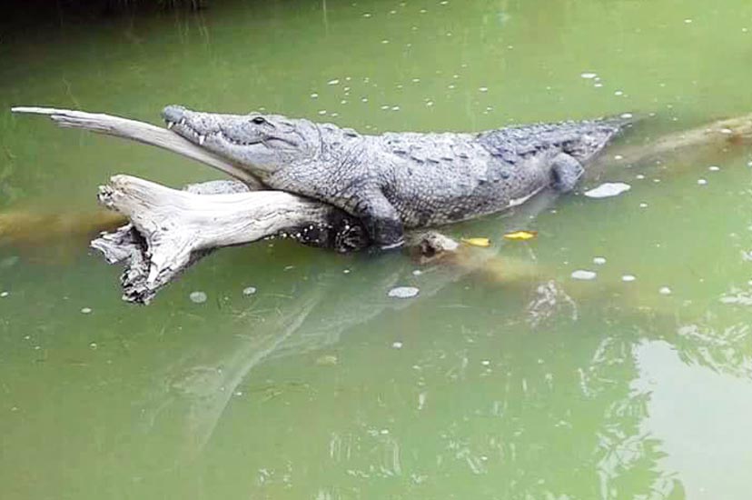 cocodrilo de río en ría lagartos